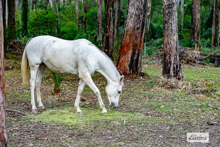 Main view of Homely acreageSemiRural listing, 113 Crosby Drive, Batehaven NSW 2536