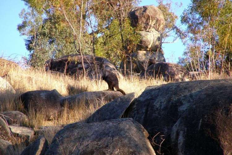 Fourth view of Homely livestock listing, 738 New Valley Road, Inverell NSW 2360