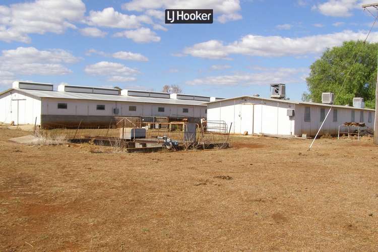 Main view of Homely livestock listing, 500 Havilah Park Road, Inverell NSW 2360