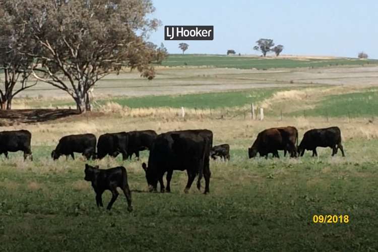 Third view of Homely livestock listing, 500 Havilah Park Road, Inverell NSW 2360