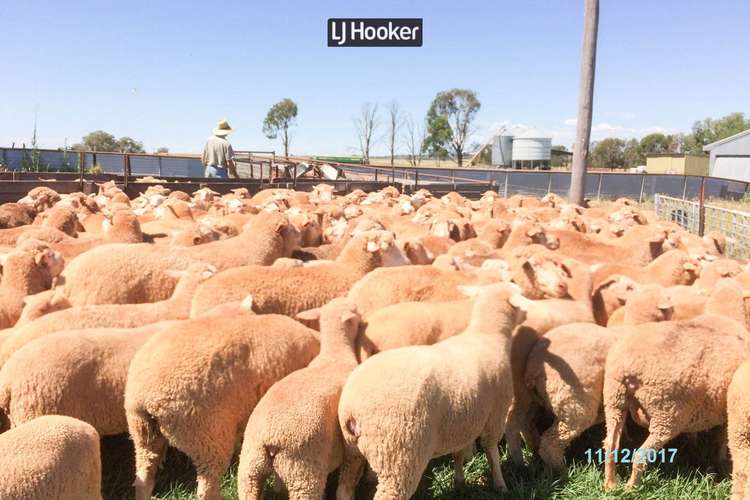 Sixth view of Homely livestock listing, 500 Havilah Park Road, Inverell NSW 2360
