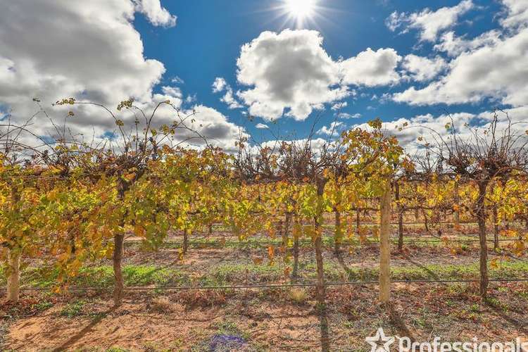 Main view of Homely viticulture listing, 8514 Calder Highway, Red Cliffs VIC 3496
