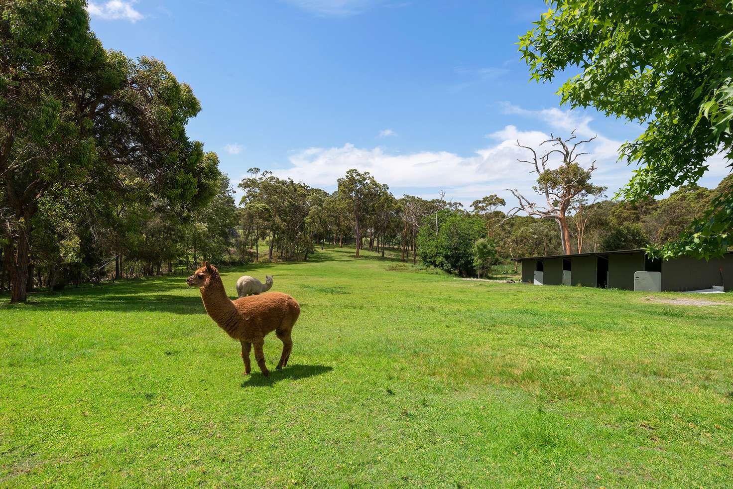 Main view of Homely acreageSemiRural listing, 99 Violet Town Road, Floraville NSW 2280