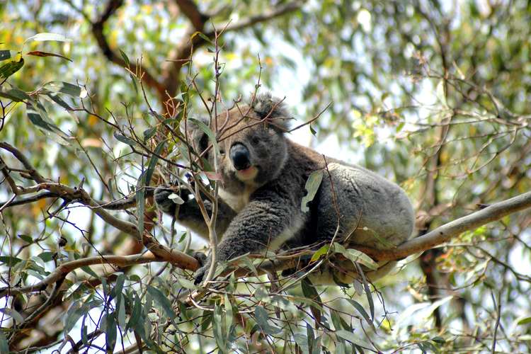 Third view of Homely residentialLand listing, 590 Great Ocean Road, Apollo Bay VIC 3233