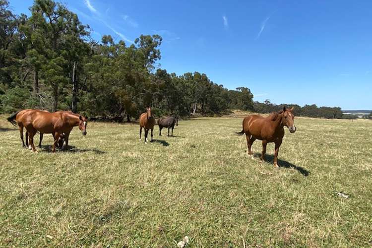 Fourth view of Homely ruralOther listing, 813 Tarra Valley Road, Devon North VIC 3971