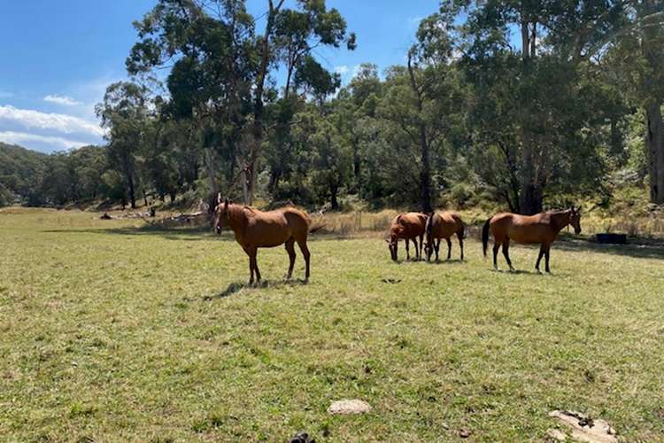 Fifth view of Homely ruralOther listing, 813 Tarra Valley Road, Devon North VIC 3971