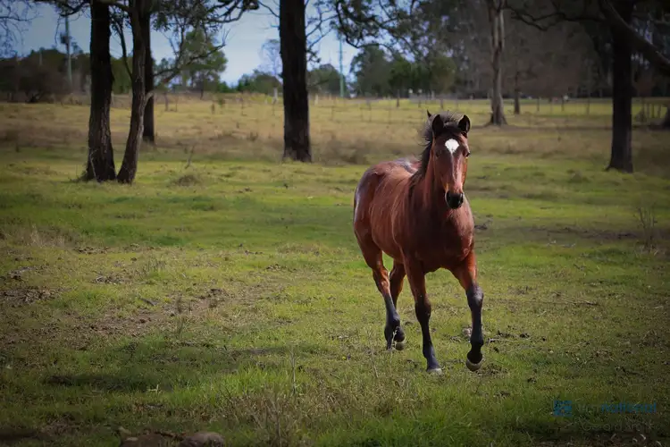 Second view of Homely rural property listing, 75 Whipbird Road, Pheasants Nest NSW 2574