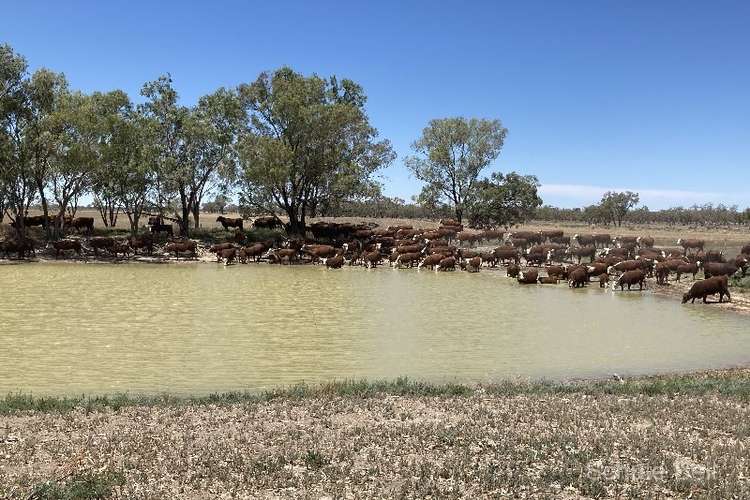 Main view of Homely livestock listing, . West Mooculta, Bourke NSW 2840