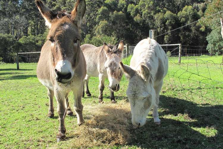 Main view of Homely ruralOther listing, 116 McLeod Road, Denmark WA 6333