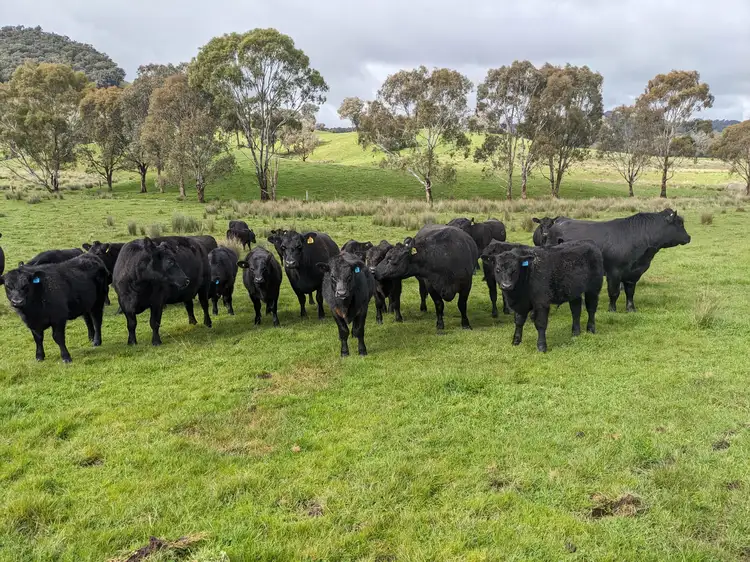 Main view of Homely rural property listing, 409 McInnes Lane, Bobinawarrah VIC 3678