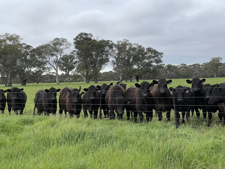 Sixth view of Homely rural property listing, Lot4 Clay Wells Road, Wattle Range SA 5280