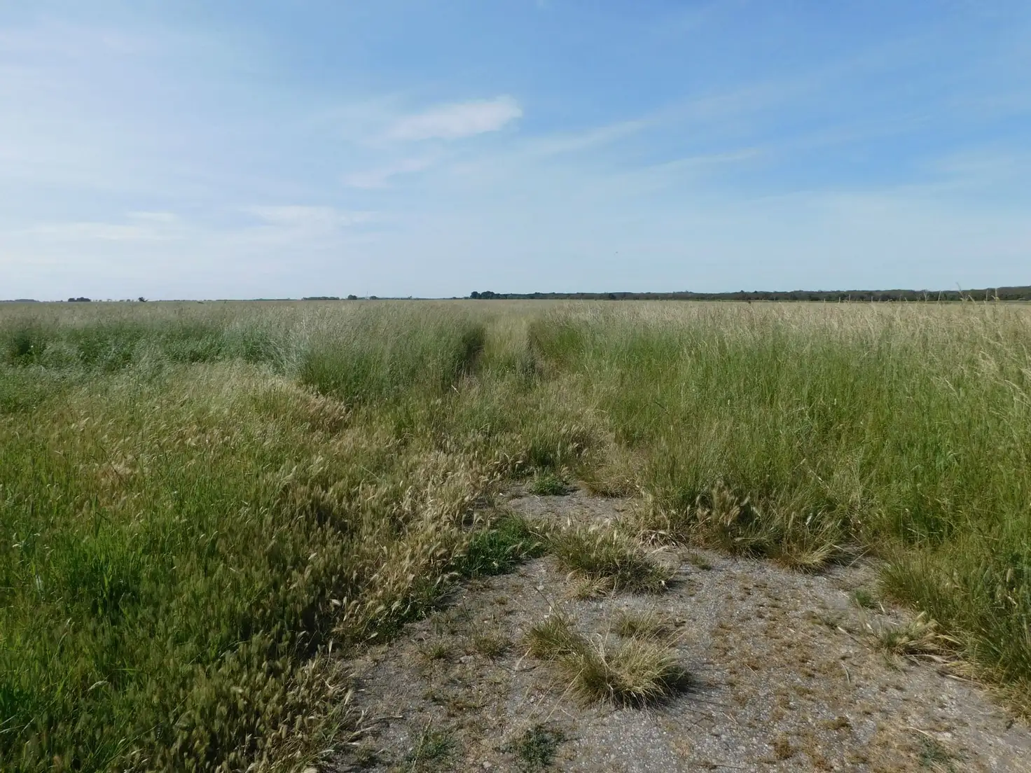 Main view of Homely rural property listing, L1 Andres Lane, Furner SA 5280