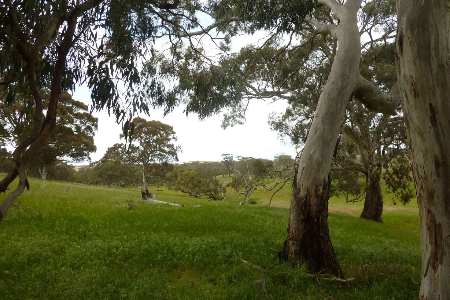 Main view of Homely livestock listing, 58 Stephens Road, Inman Valley SA 5211