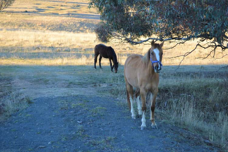 Sixth view of Homely residentialLand listing, 3282 Kosciuszko Road, Berridale NSW 2628