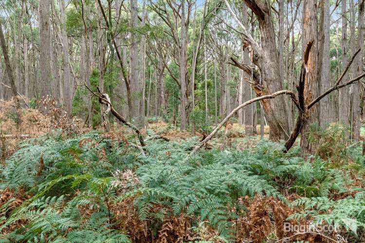 Sixth view of Homely residentialLand listing, 360 Long Swamp Road, Mollongghip VIC 3352