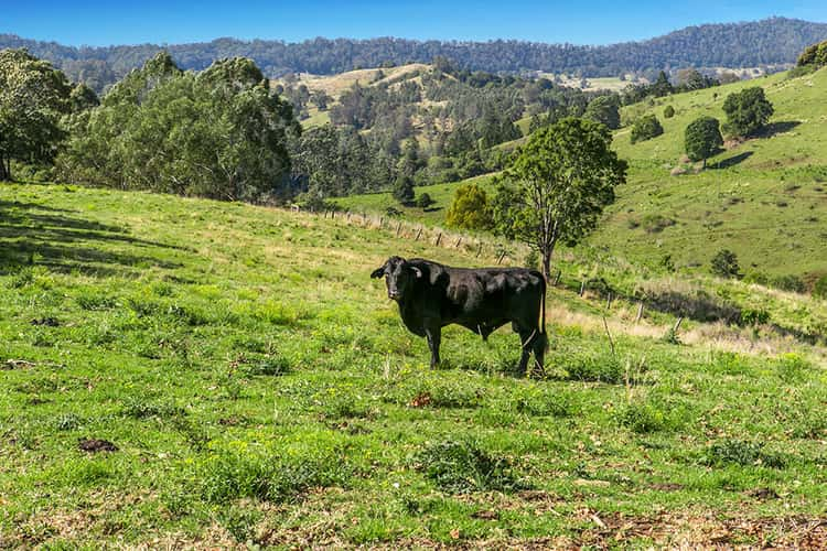 Fifth view of Homely livestock listing, 24 Oakey Creek Road, Georgica NSW 2480