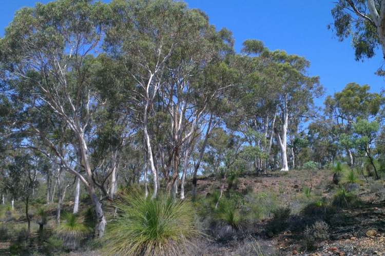 Main view of Homely residentialLand listing, 325 Coondle West Road, Coondle WA 6566