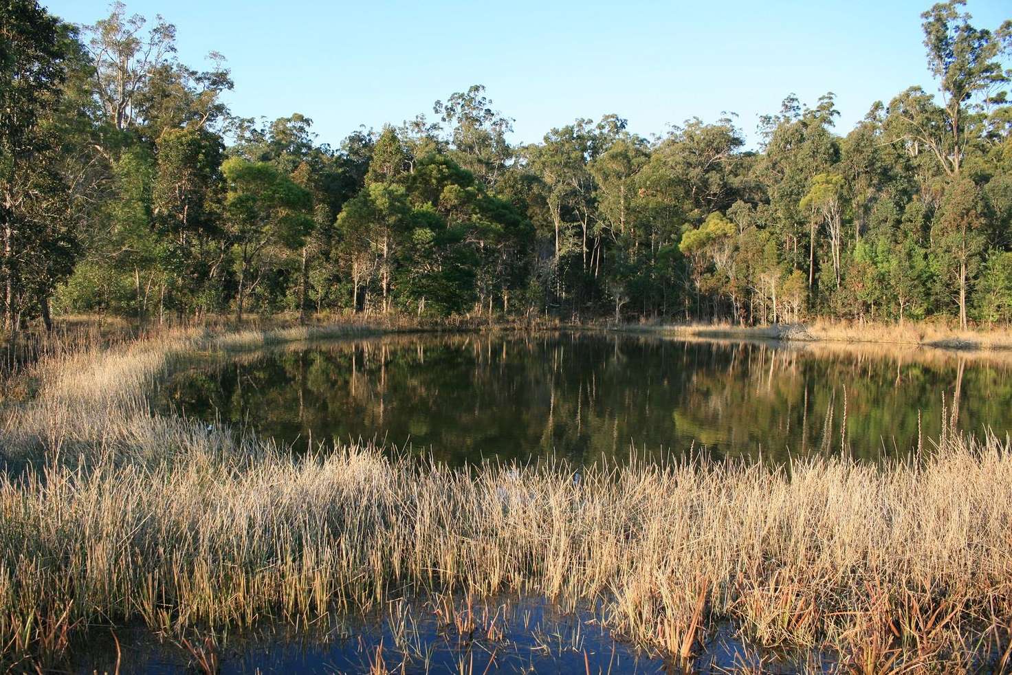 Main view of Homely ruralOther listing, 80 Bald Knob Tick Gate Road, Calamia NSW 2460