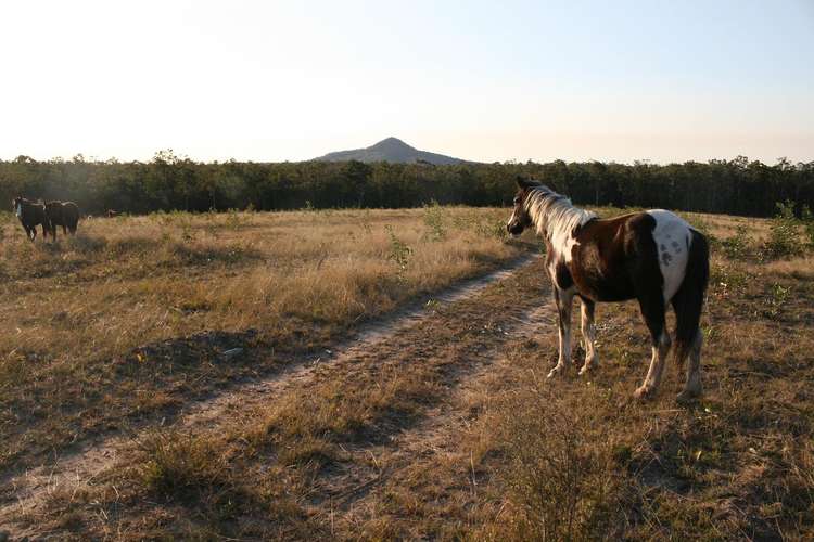 Third view of Homely ruralOther listing, 80 Bald Knob Tick Gate Road, Calamia NSW 2460