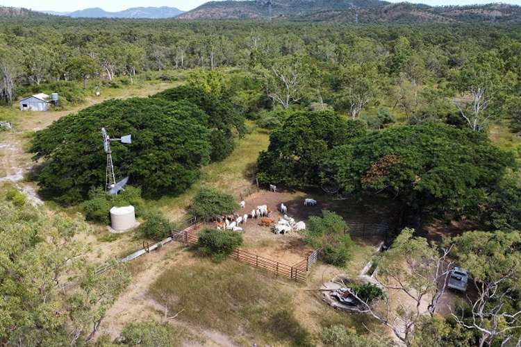 Main view of Homely livestock listing, 1198 Webb Road, Reid River QLD 4816