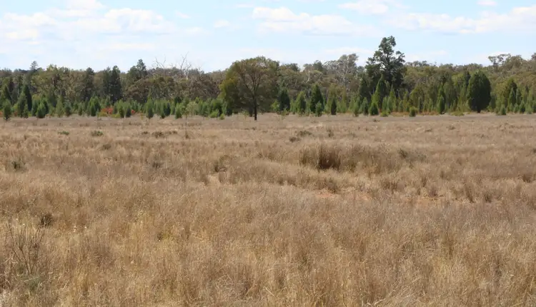 Second view of Homely rural property listing, . "Walma" Back Trundle Road, Parkes NSW 2870