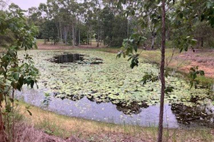 Main view of Homely acreageSemiRural listing, 42 Costello Road, Tungamull QLD 4702