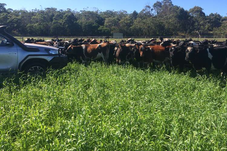 Fourth view of Homely mixedFarming listing, Lot 2 & 3 Gorae Road, Bolwarra VIC 3305