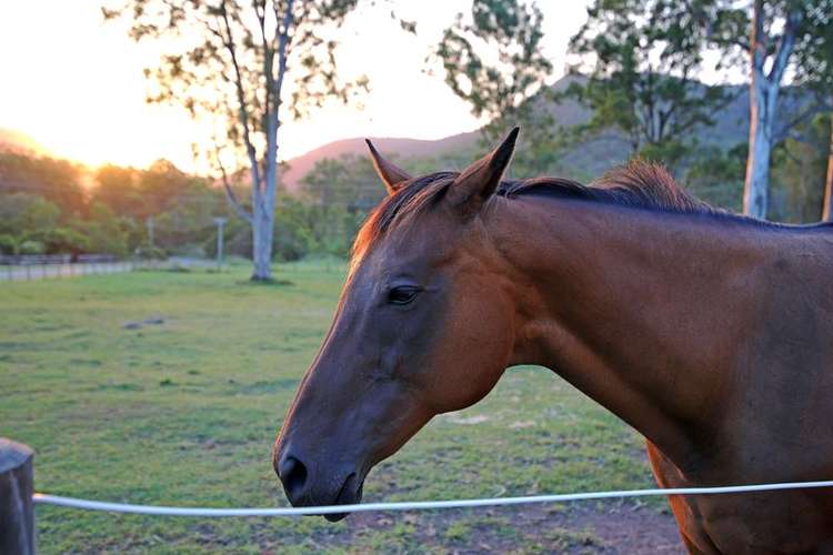 Fourth view of Homely residentialLand listing, 4 Reiners Road, Samford Valley QLD 4520