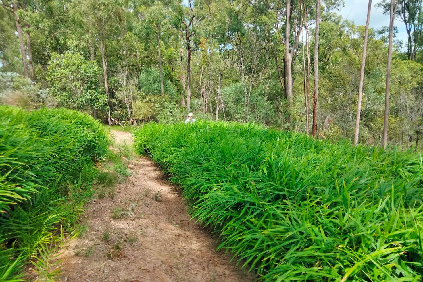 Main view of Homely lifestyle listing, LOT 17 Svenssons Road, Promisedland QLD 4660