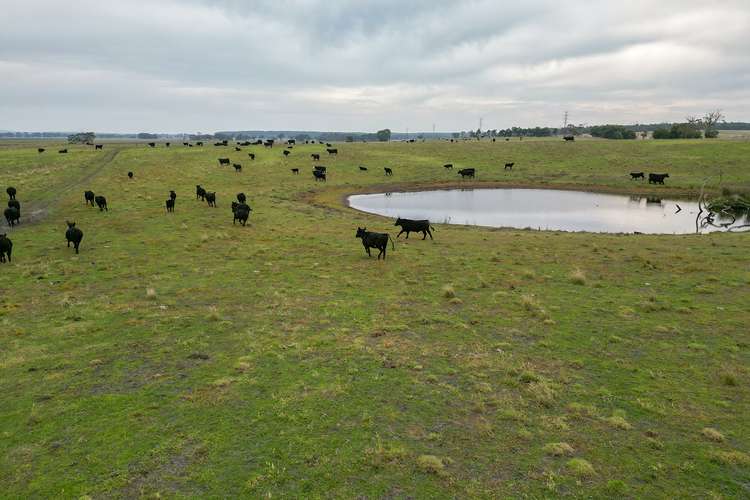 Main view of Homely livestock listing, 521 Ainsworth road,, Drumborg VIC 3304