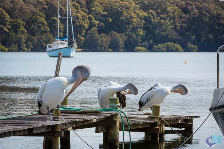 Seventh view of Homely residentialLand listing, LOT 1964 Riverside Drive, Narooma NSW 2546