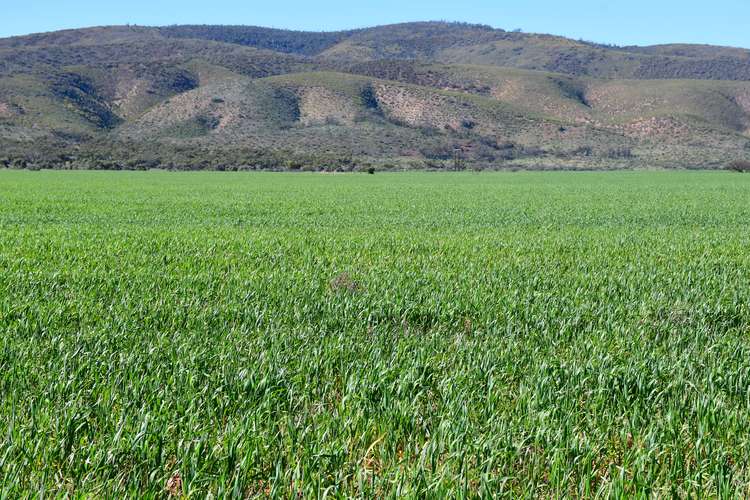 Main view of Homely mixedFarming listing, 1200 Middle Track Road, Port Germein SA 5495