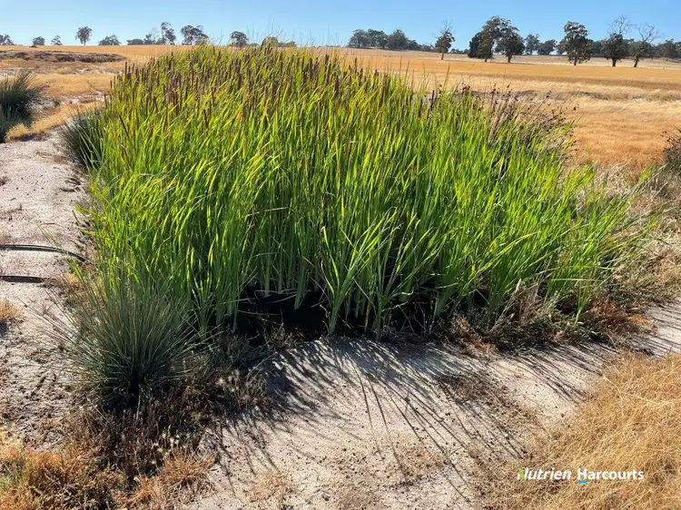 Fifth view of Homely rural property listing, . Ramsay Road, Brookton WA 6306