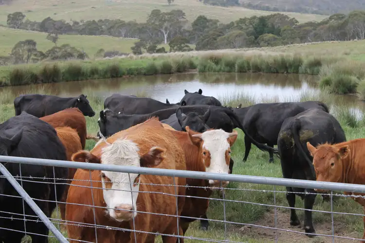 Main view of Homely rural property listing, 1029 Jerrabattgulla Road, Braidwood NSW 2622