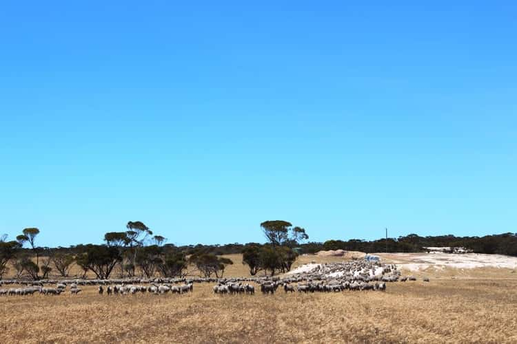 ' Cowcher ', Pingrup WA 6343