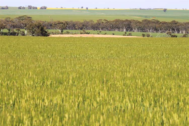 Main view of Homely ruralOther listing, 168 Big Springs Road, Calingiri WA 6569