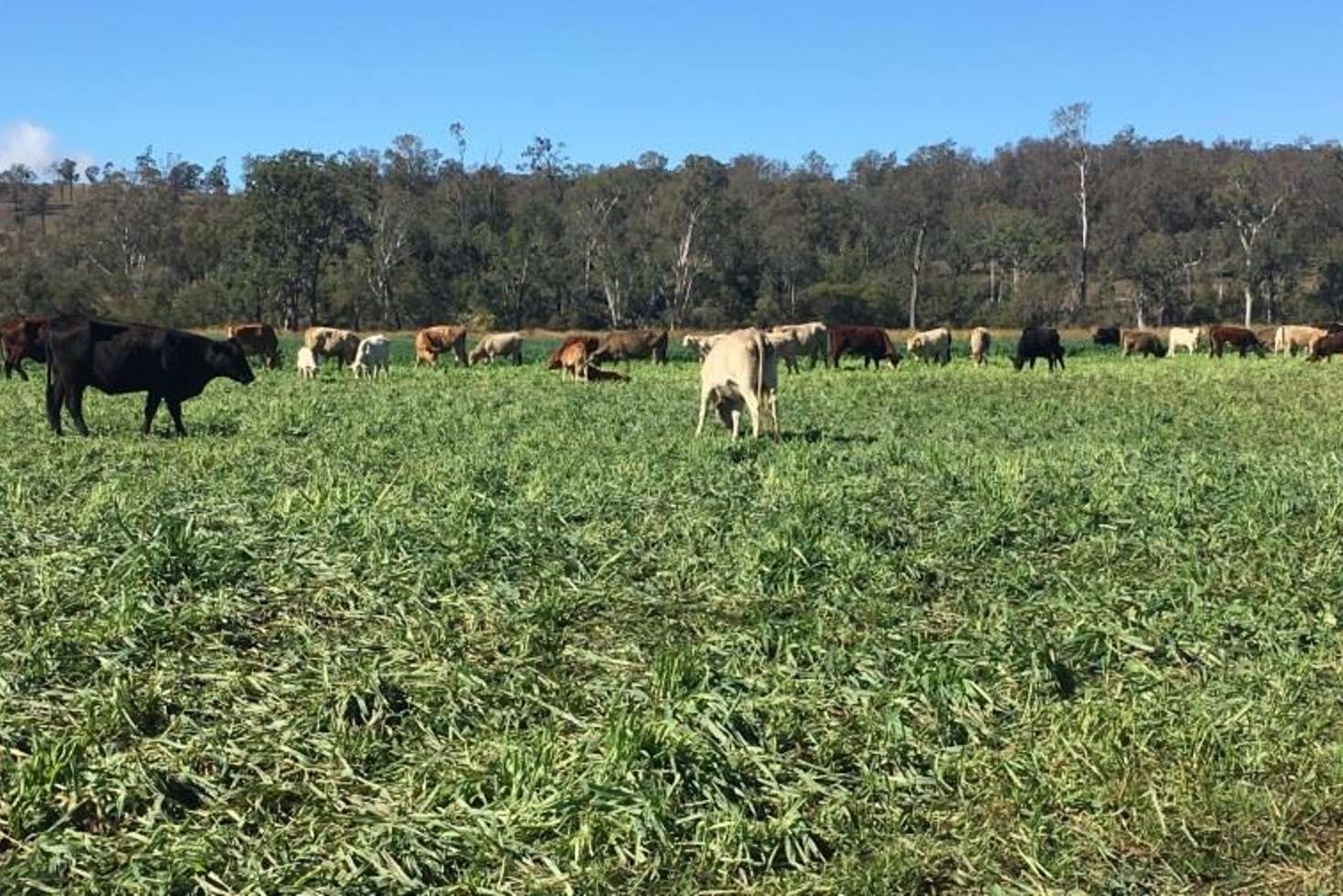 Main view of Homely ruralOther listing, 250 Heights Rd, Nanango QLD 4615