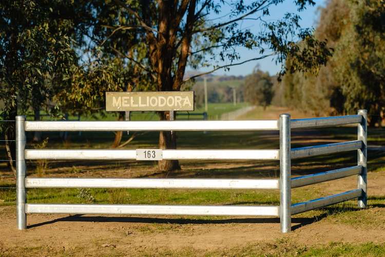 Third view of Homely ruralOther listing, Melliodora/163 Plunkett Road, Bowna NSW 2644