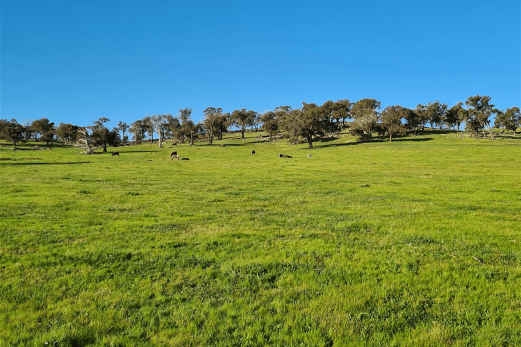Seventh view of Homely ruralOther listing, Salt Clay Road, Cootamundra NSW 2590