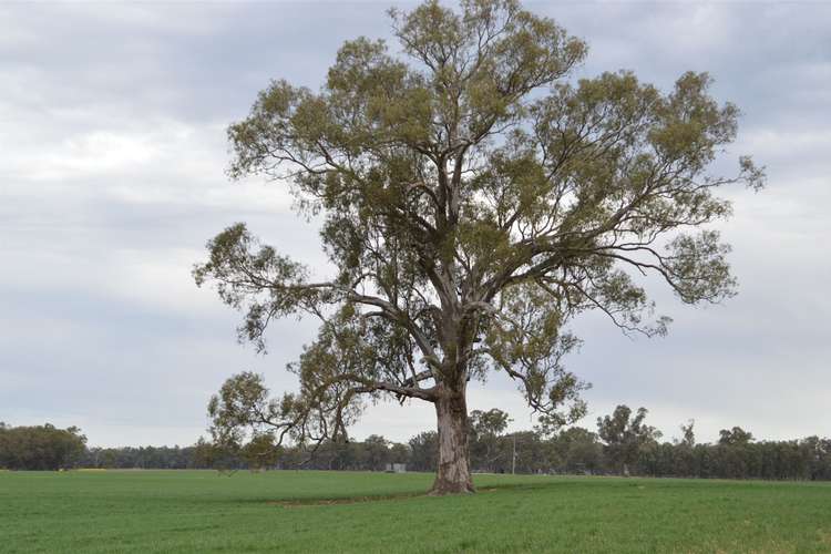 Sixth view of Homely ruralOther listing, 3931 Old Narrandera Road, Currawarna via, Wagga Wagga NSW 2650