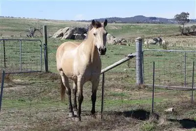 Sixth view of Homely rural property listing, 2039 Peak View Road, Peak View NSW 2630
