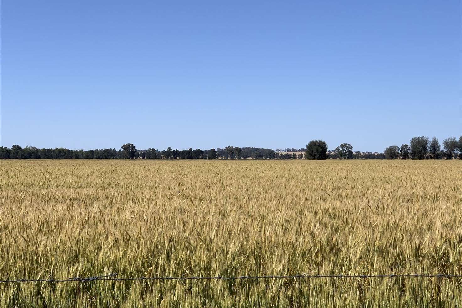 Main view of Homely ruralOther listing, 'Linwood' Kardinia Road, Corowa NSW 2646