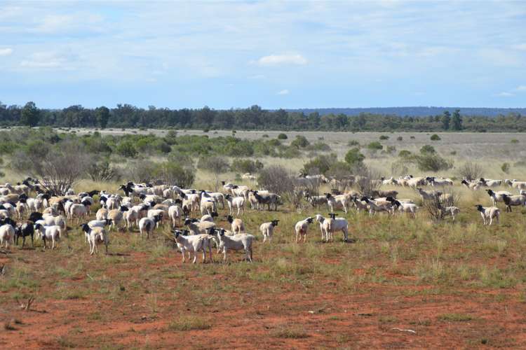 Main view of Homely ruralOther listing, Multagoona 3811 Yathong Road, Cobar NSW 2835