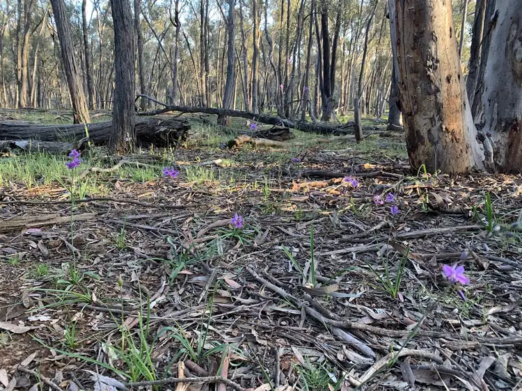 Seventh view of Homely rural property listing, . Holbrook Wagga Road, Cookardinia NSW 2650
