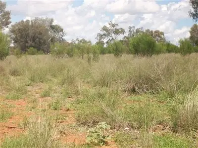 . "Ardgour", Cunnamulla QLD 4490
