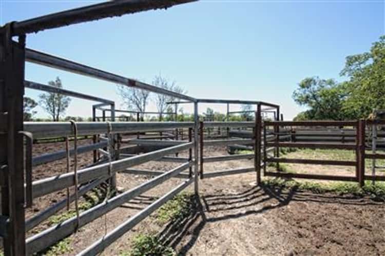 Sixth view of Homely livestock listing, Address available on request