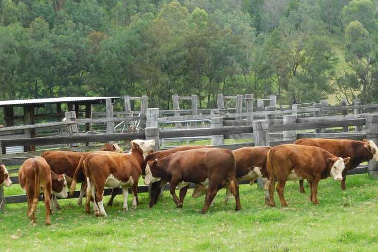 Third view of Homely livestock listing, Lot 100 10570 Mt Lindesay Road, Killarney QLD 4373