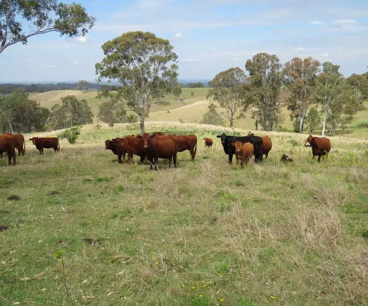 41 Battistuzzi Road, Spring Grove NSW 2470