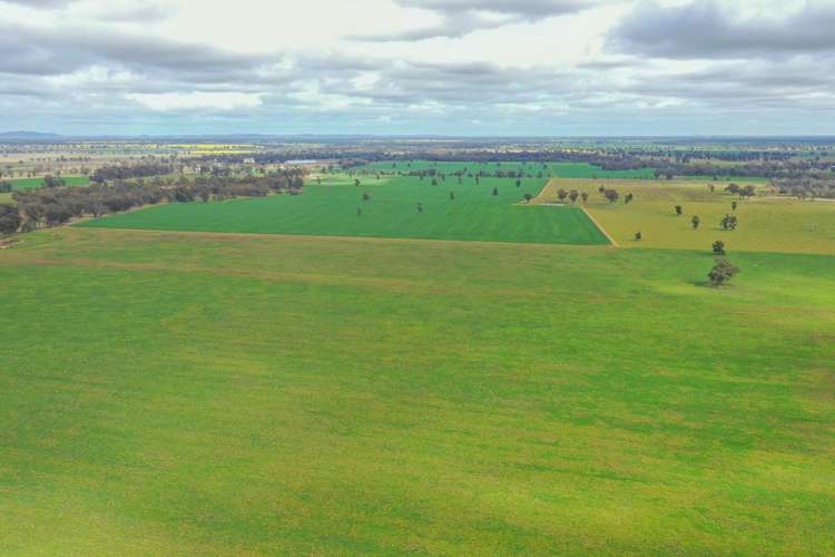 Main view of Homely ruralOther listing, 223 Morans Road, Bribbaree NSW 2594