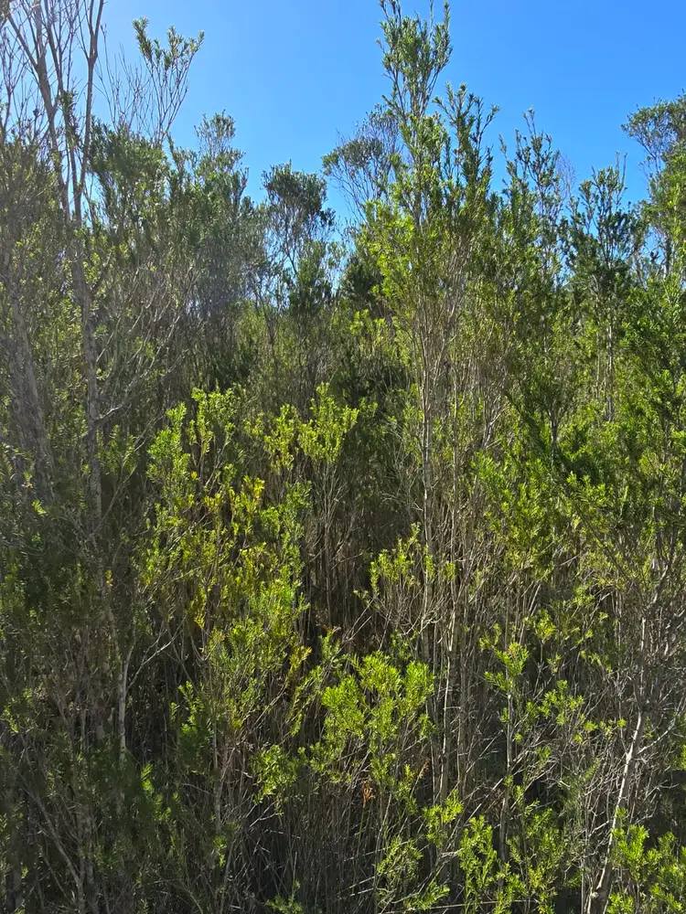 Fifth view of Homely land listing, 30 Bettong Avenue, Hollands Landing VIC 3862